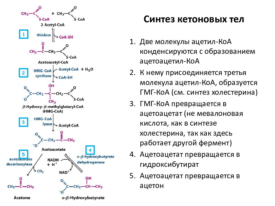 Кетоновые тела презентация