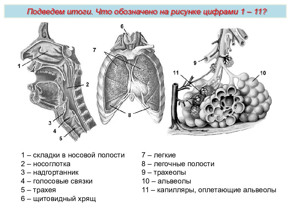 Под цифрой 5 на рисунке обозначена. Что обозначено цифрами на рисунке?. Носоглотка и легкие строение. Что обозначают цифры. Капилляры в носовой полости.