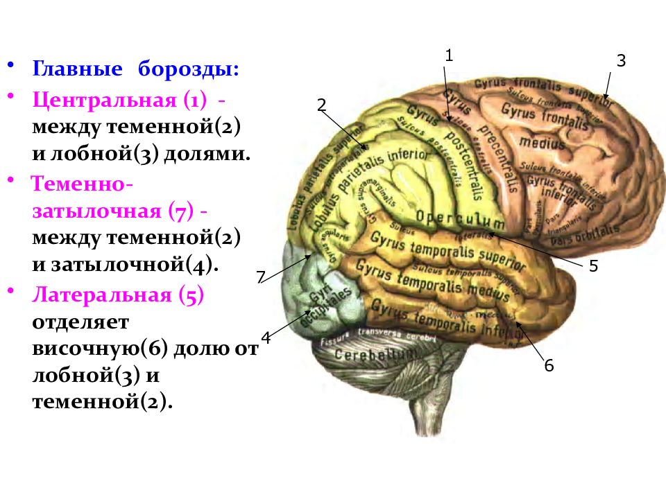 Конечный мозг анатомия презентация