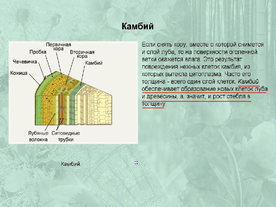 Ткань камбия биология 6 класс. Ткань камбия биология. Камбий строение и функции. Камбий строение клеток. Ткани растений камбий.