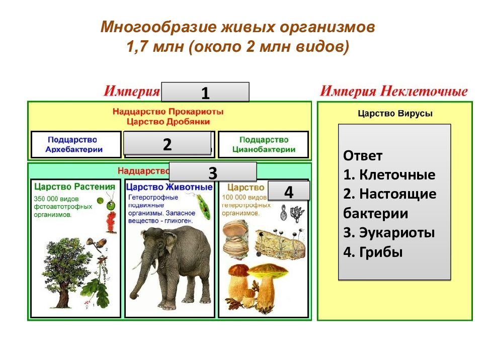 Многообразие живых организмов презентация 6 класс