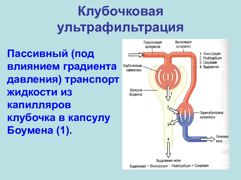 Последовательность движения мочи в организме человека. Мочеобразование реабсорбция. Механизм клубочковой фильтрации схема. Функции реабсорбции мочеобразования. Механизм клубочковой фильтрации почек.