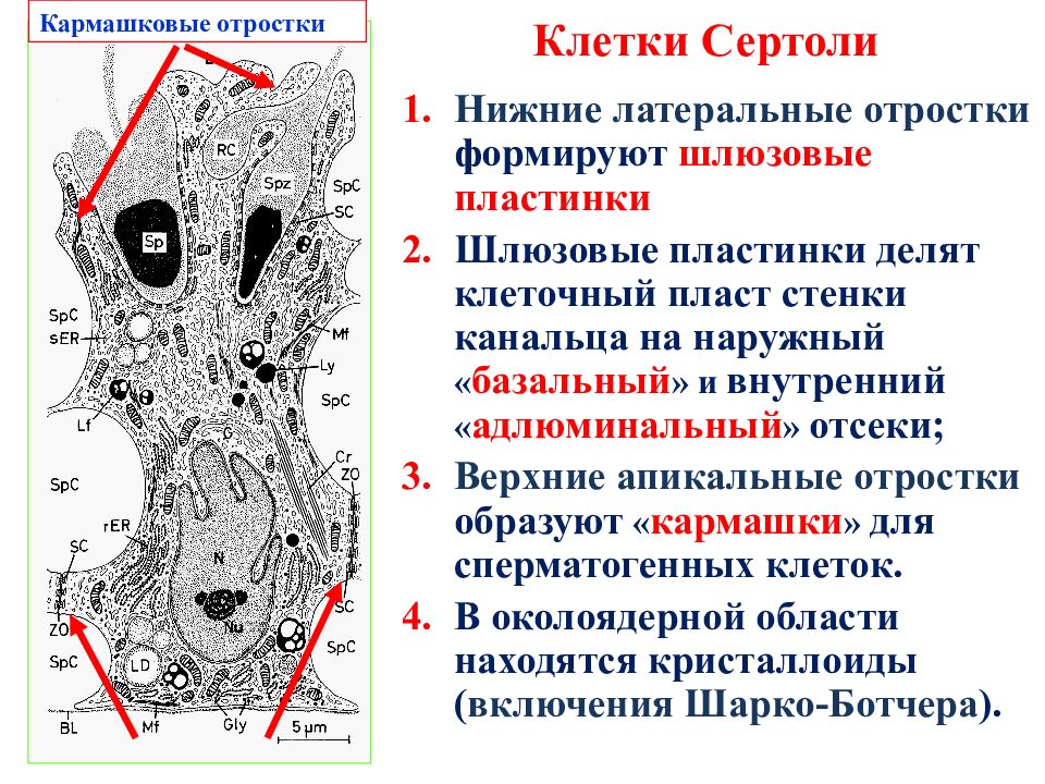 Отростки клетки. Клетки Сертоли функции. Клетки Сертоли препарат. Клетки Сертоли строение. Источник развития клеток Сертоли.