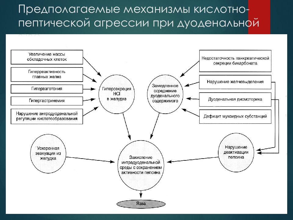 Механизм предполагает. Механизм гликолевой защиты. Кислотно пептическая агрессия. Укажите механизмы, которые усиливают кислотно-пептический фактор:.