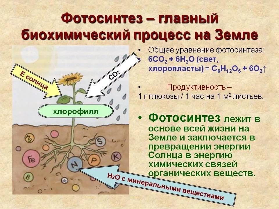 Презентация по химии фотосинтез