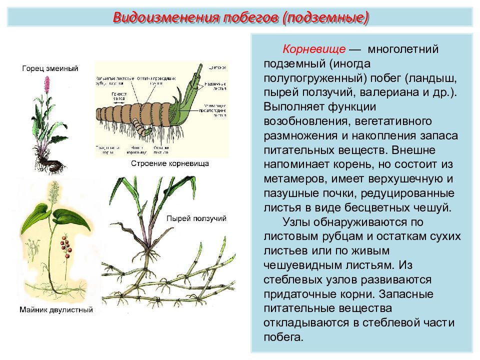 Строение корневища. Подземные побеги корневища пырея. Видоизменённый побег корневище пырей. Пырей ползучий корневище побег. Подземный, видоизмененный многолетний побег — корневище.