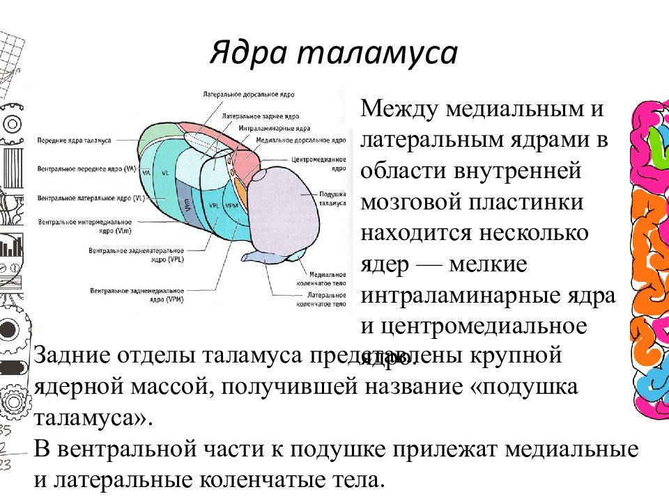 Несколько ядер. Медиальные ядра таламуса функции. Латеральные ядра таламуса функции. Мозговые пластинки таламуса. Заднее медиальное ядро таламуса.