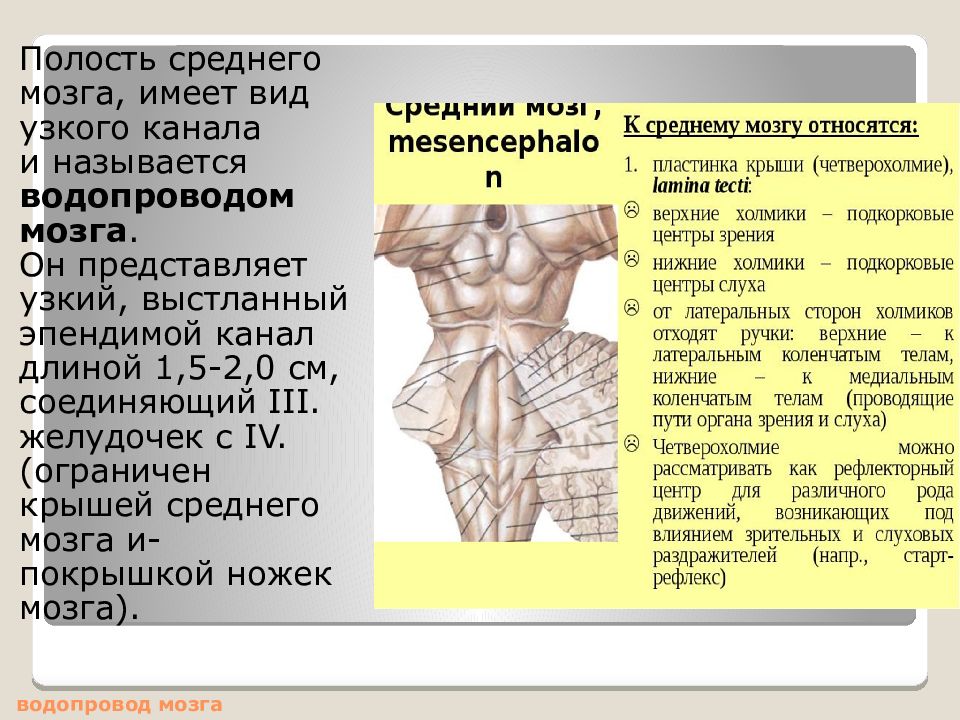 Полость латынь. Средний мозг водопровод мозга. Водопровод среднего мозга функции. Водопровод среднего мозга латынь. Средний мозг полость.