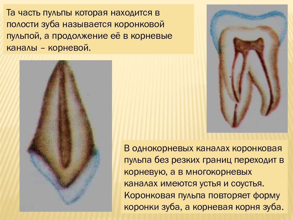 Строение пульпы презентация