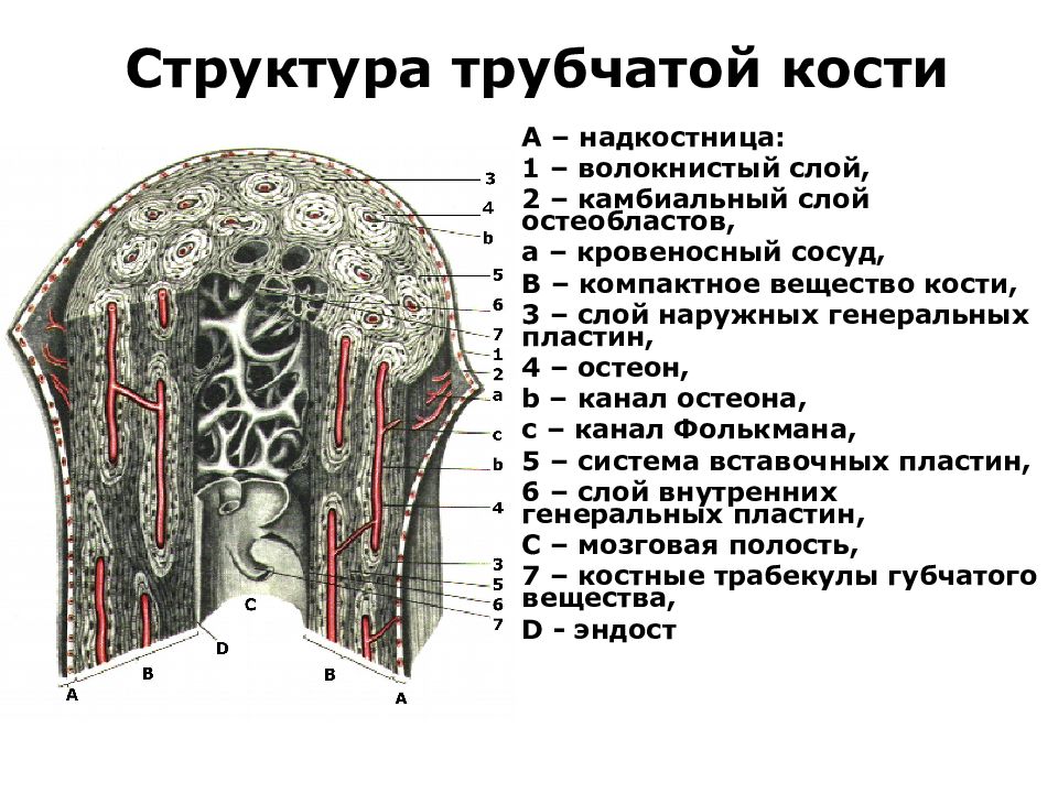 Клетки трубчатой кости. Строение кости. Строение трубчатой кости. Костная структура. Строение трубчатой кости рисунок.