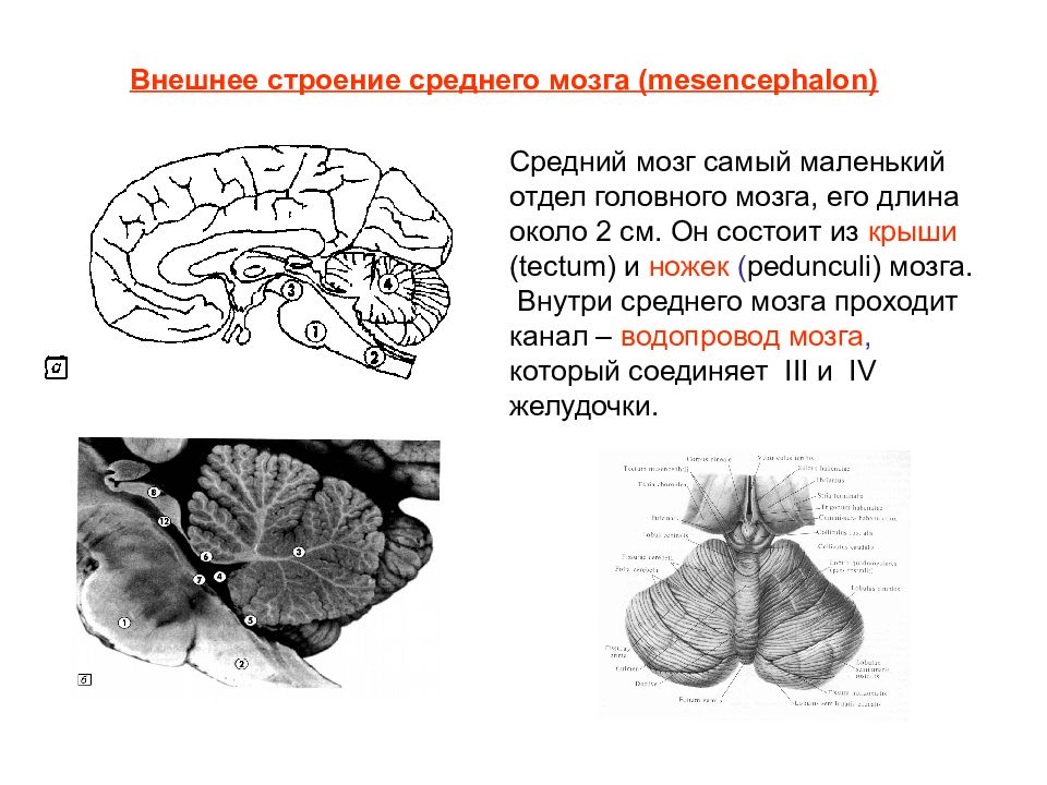 Строение среднего мозга в головном мозге. Внешнее строение среднего мозга анатомия. Внешнее и внутреннее строение среднего мозга. Средний мозг анатомия строение. Средний мозг наружное строение и внутренне.