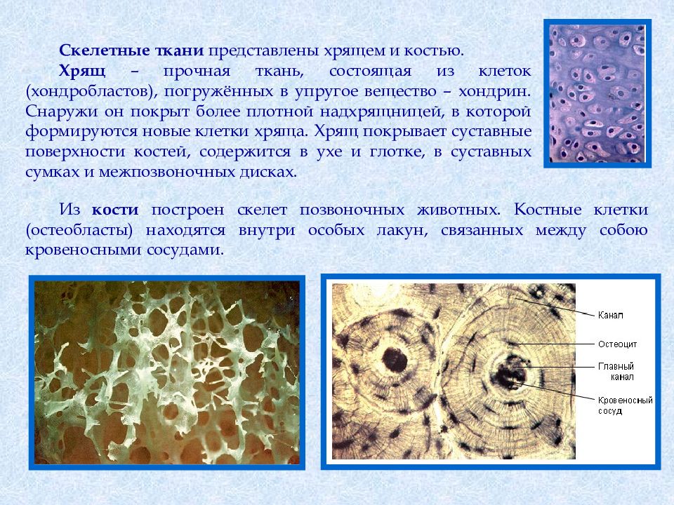 Хрящевая ткань презентация