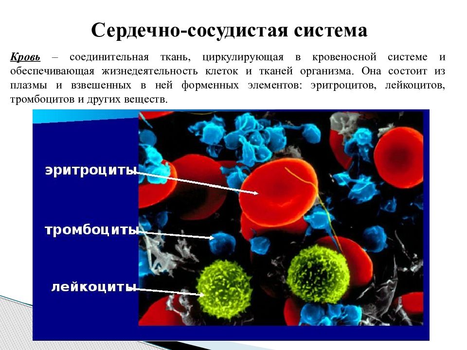 Жидкая соединительная. Соединительная ткань кровь. Кровь жидкая соединительная ткань. Кровь соединительная ткань строение. Кровь соединительная ткань клетки.