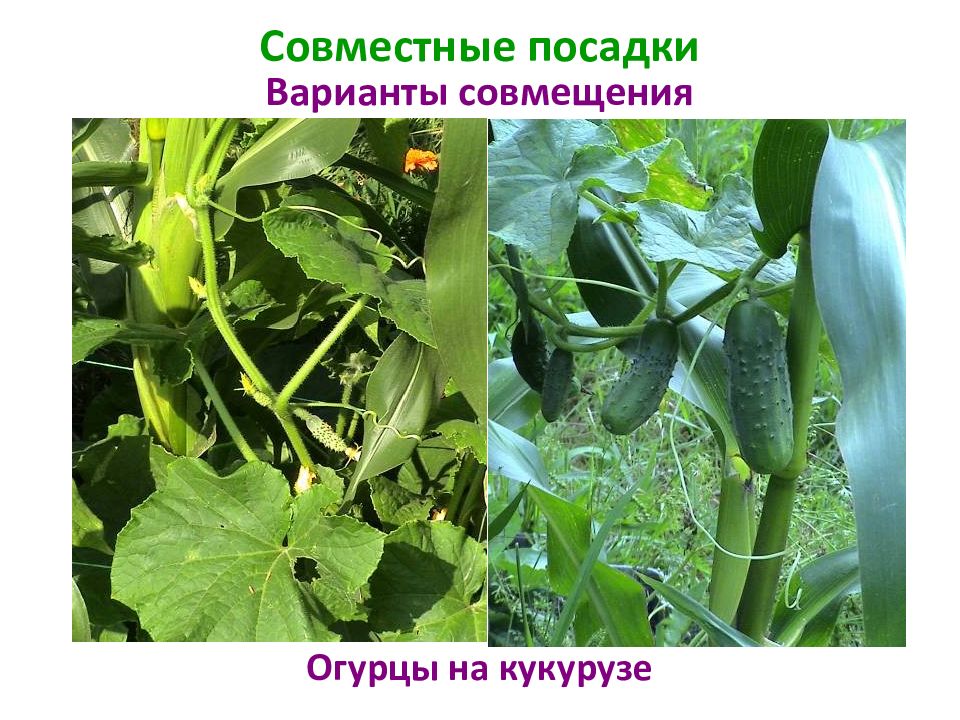 Кукуруза огурцы. Кукуруза и огурцы. Огурцы по кукурузе. Совместные посадки с огурцами. Огурцы рядом с кукурузой посадка.