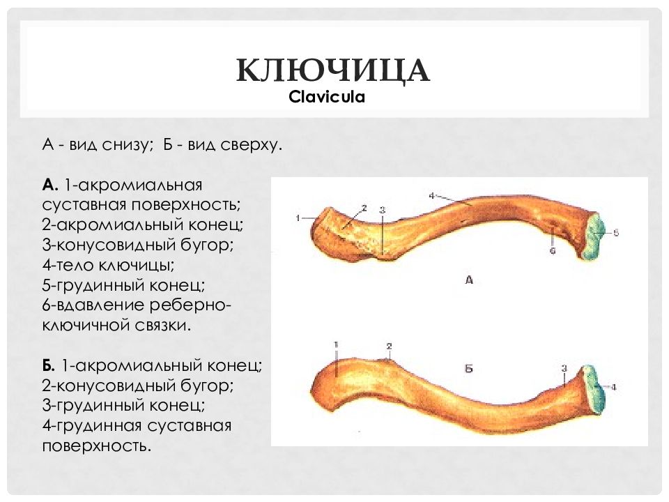 Поверхность ключицы