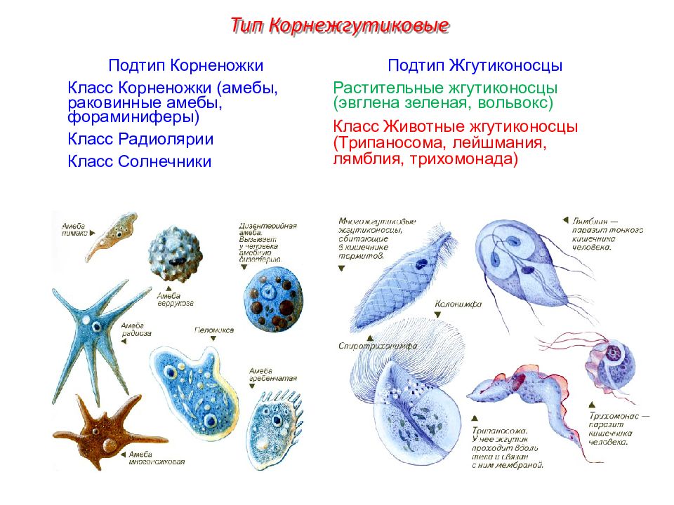 Презентация на тему жгутиконосцы 7 класс