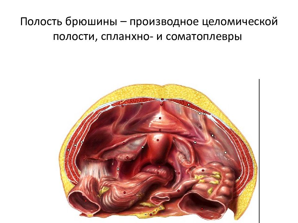 Строение пизды фото