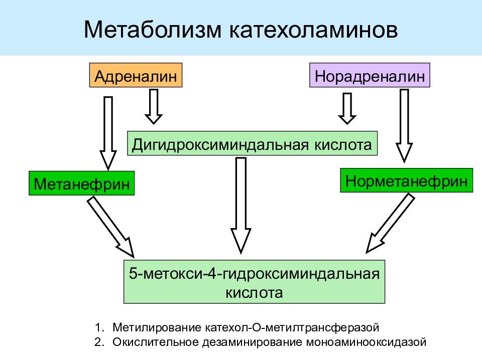 Адреналин обмен веществ