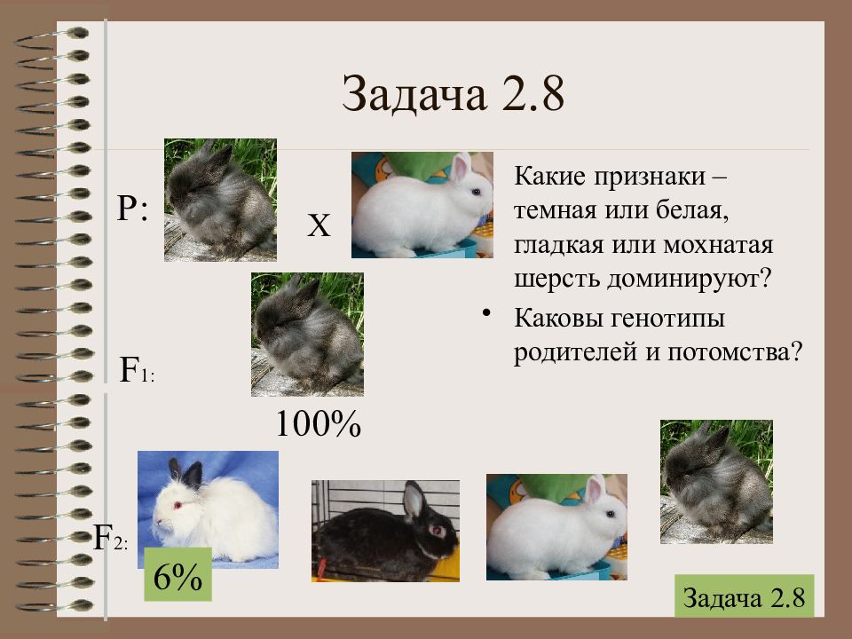 Генотип самца кролика с мохнатой шерстью. Задачи по генетике кролики. Генетика задачник.