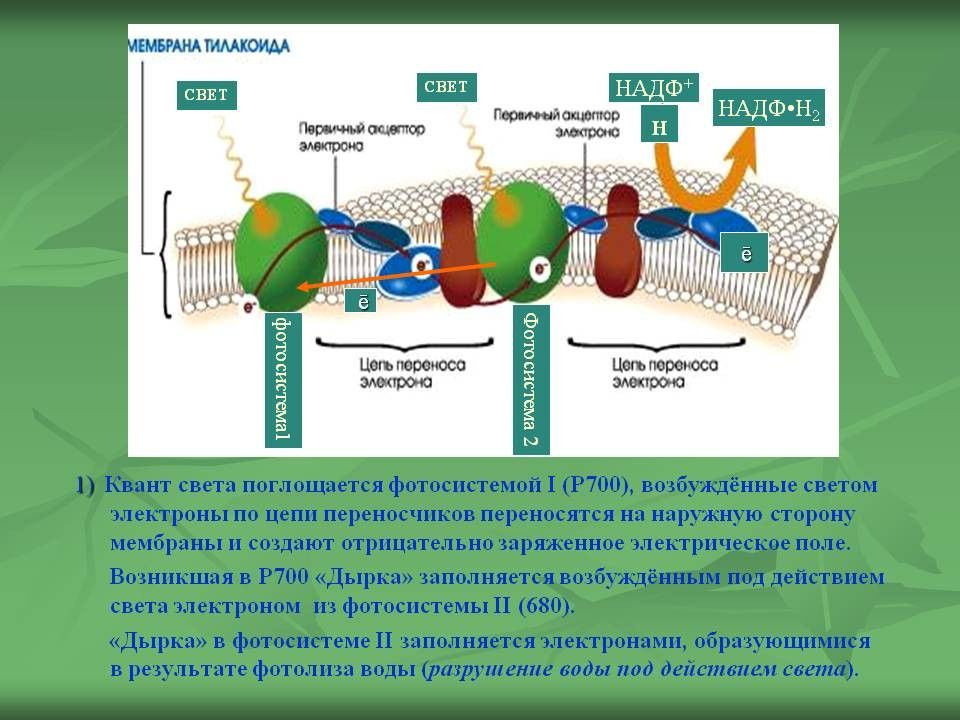Фермент тилакоида. Фотосистема 1 фотосинтез. Фотосистема 2 фотосинтез. Мембрана тилакоида процессы фотосинтеза. Электронно электронно транспортная цепь.