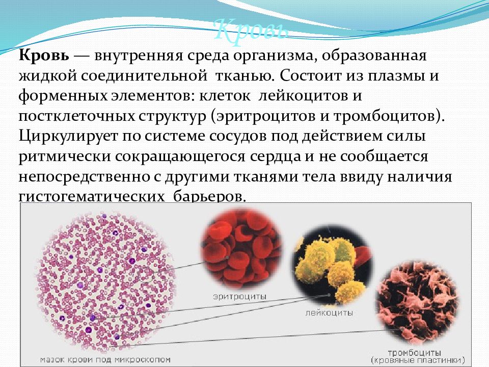 Внутренние ткани организма. Ткань соединительная кровь состоит из. Внутренняя среда организма кровь. Кровь как внутренняя среда. Внутренняя среда состоит из крови.