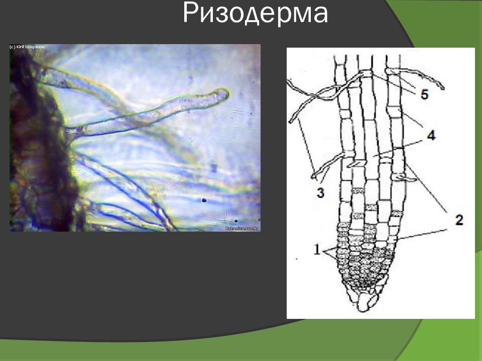 Эпиблема корня. Ткань корня ризодерма. Эпиблема ризодерма. Ризодерма клетки. Покровная ткань ризодерма.