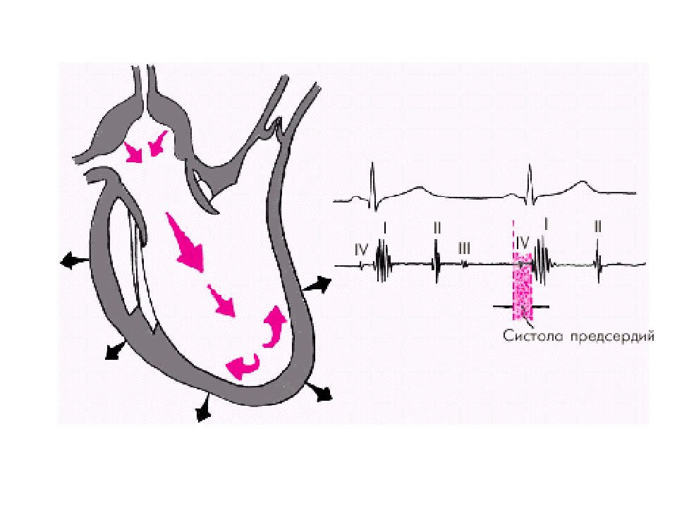 Внутрисердечная гемодинамика. Гемодинамика систолы предсердий. Электрическая систола сердца. Систола желудочков. Систола предсердий систола желудочков и диастола.