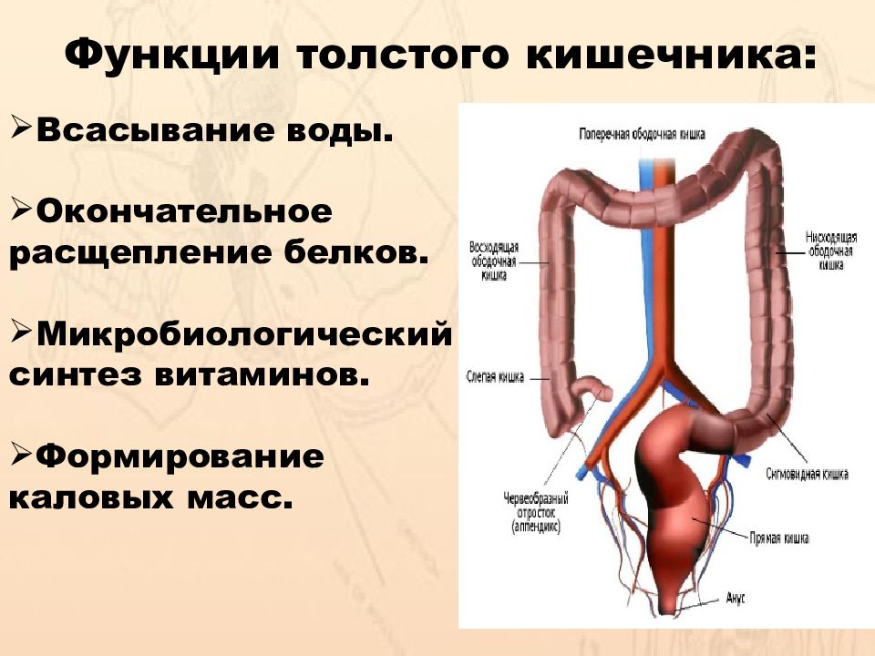 Анатомия и физиология кишечника презентация