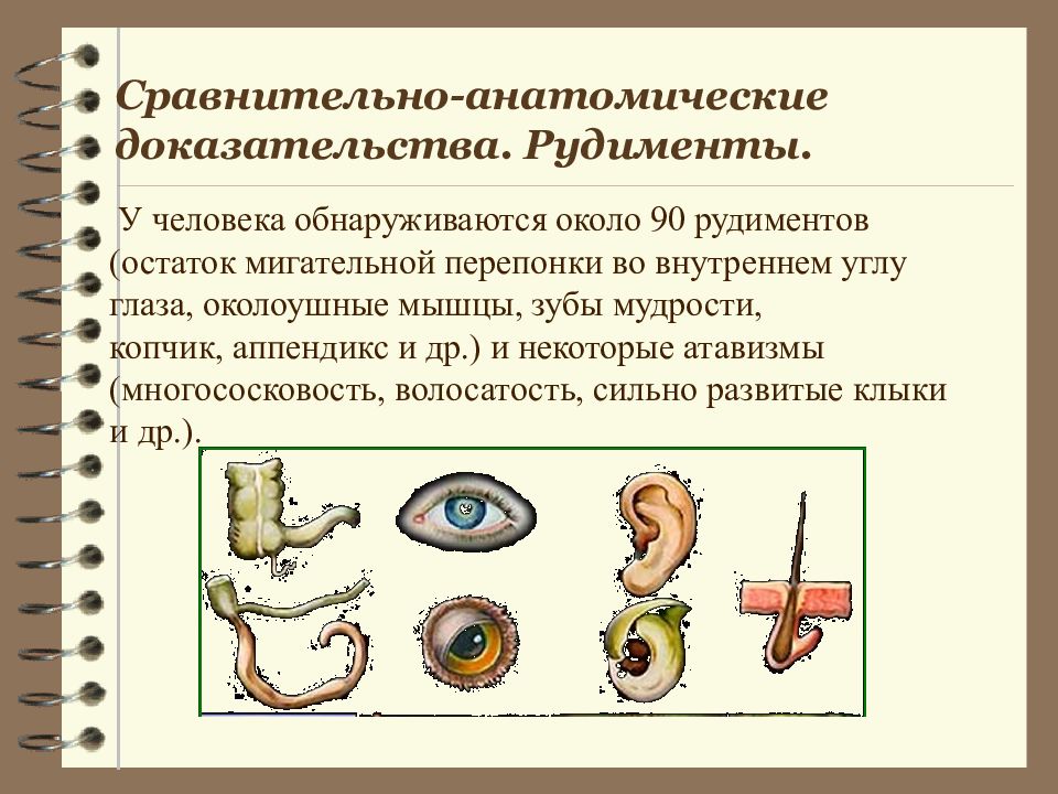 Сравнительно анатомические доказательства. Рудименты сравнительно анатомические. Сравнительно анатомические доказательства рудименты и атавизмы. Сравнительно-анатомические доказательства эволюции рудименты.