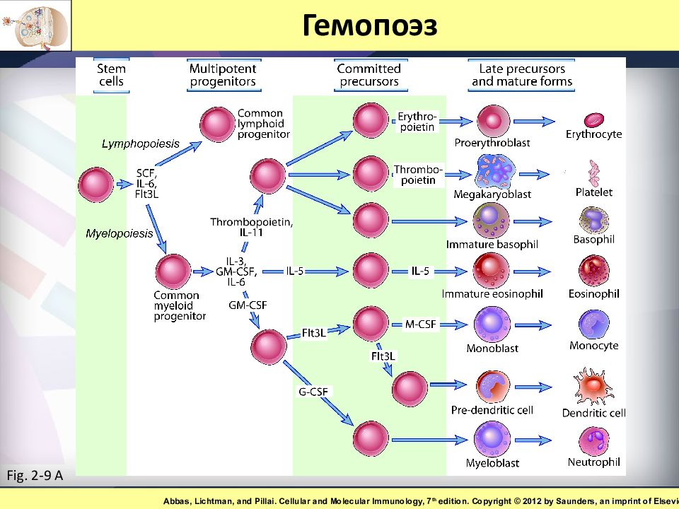 Схема гемопоэза гистология