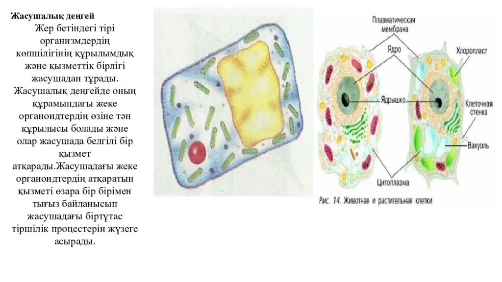 Сабақтың мақсаттары 5.4.2.2. Тірі ағзалардың құрылымдық деңгейлерін