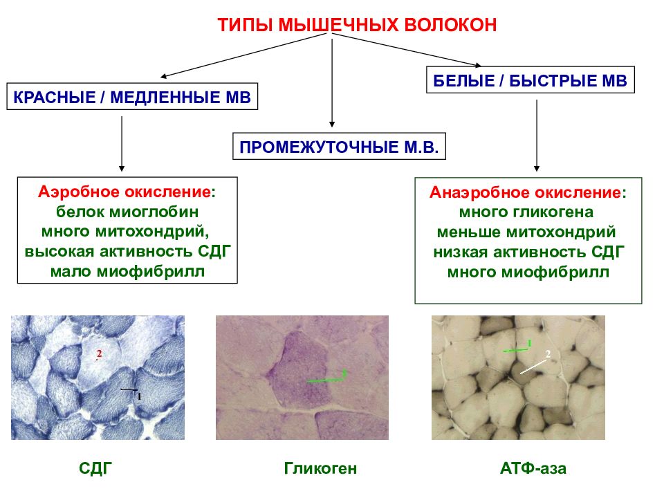 Строение локализации и общие свойства быстрых и медленных мышечных волокон презентация