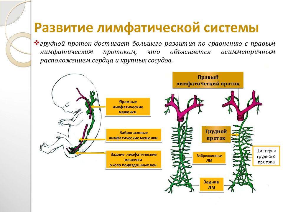 Иммунная и лимфатическая система презентация