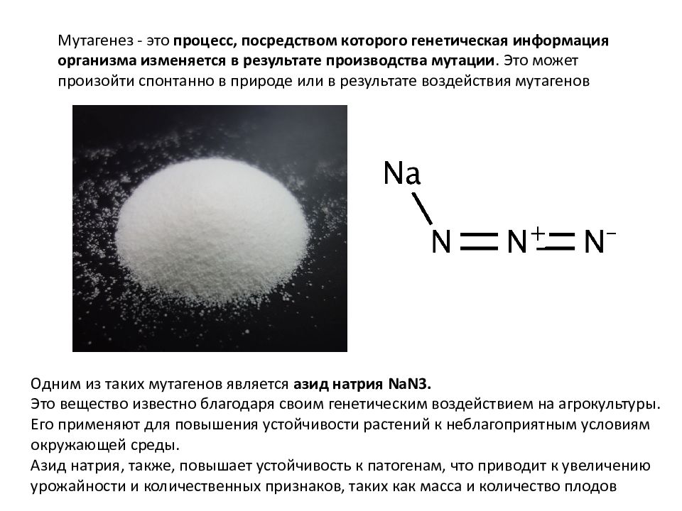 Горох посевной презентация