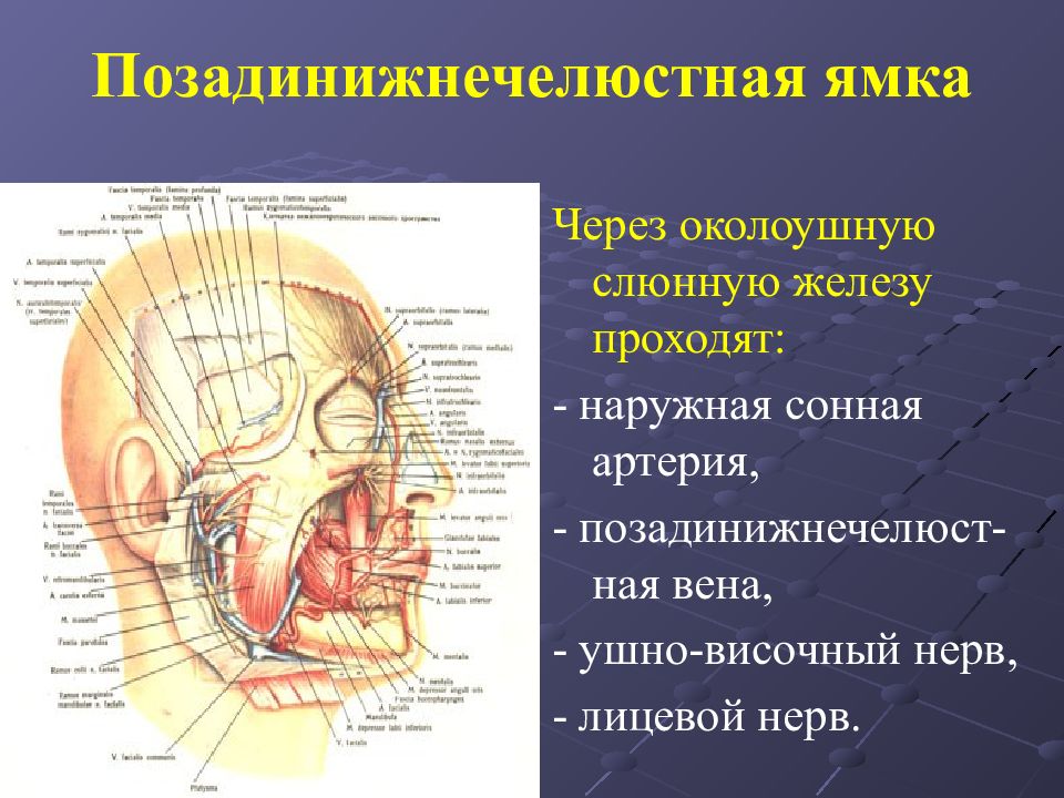 Нервы околоушной железы