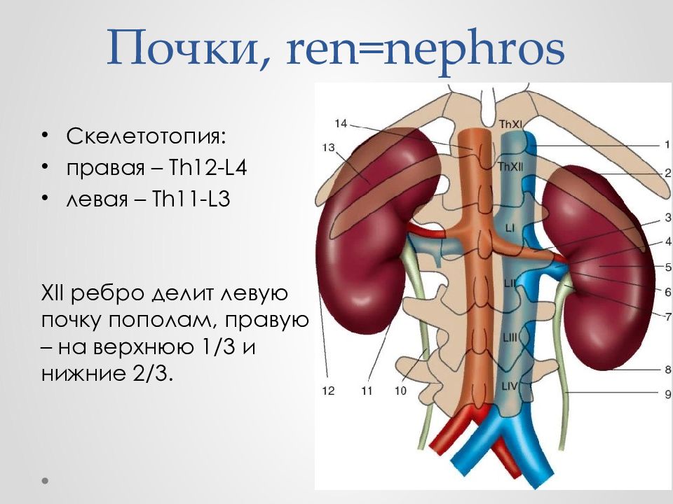 Почки схема расположения