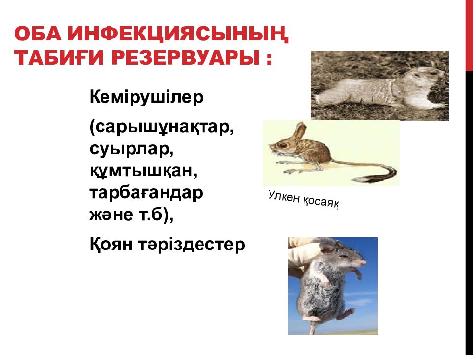Туляремия мыши. Туляремия семейство род вид. Туляремия у животных фото. Туляремия презентация.