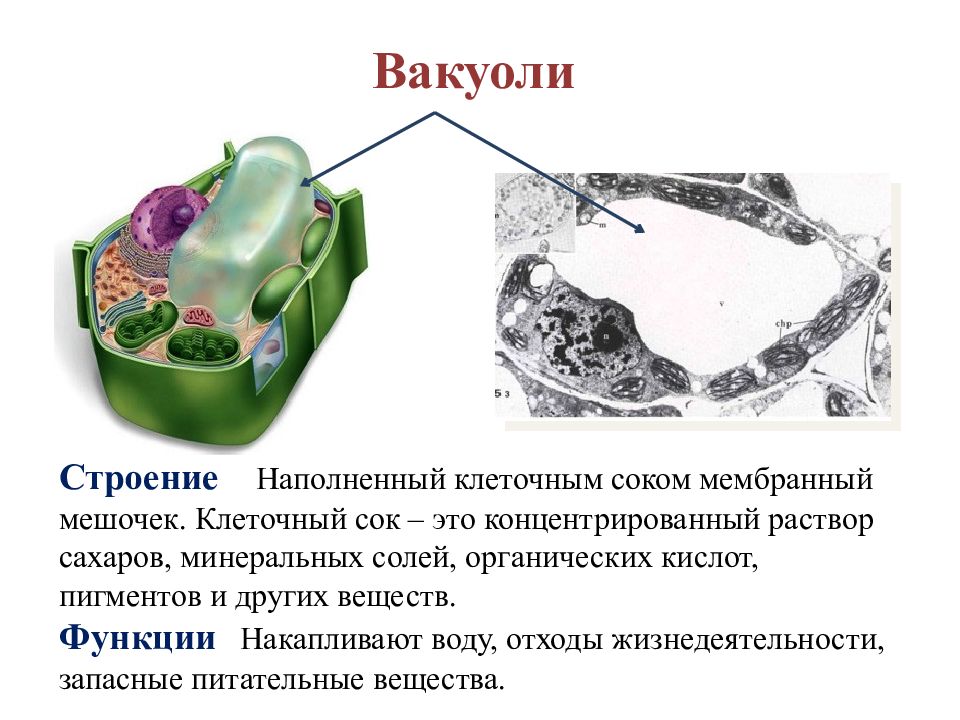 Органоид содержащий клеточный сок на рисунке