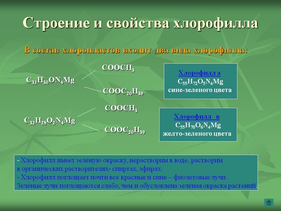 Особенности хлорофилла. Химические свойства хлорофилла. Химическая структура хлорофилла. Физические и химические свойства хлорофилла. Хлорофилл характеристика.