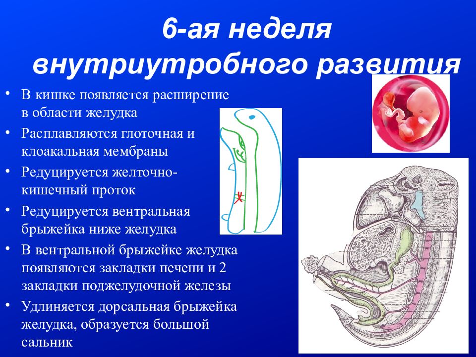 Развитие желудка. Желточно кишечный проток. Внутриутробное формирование ЖКТ. Эмбриональный желточный проток.