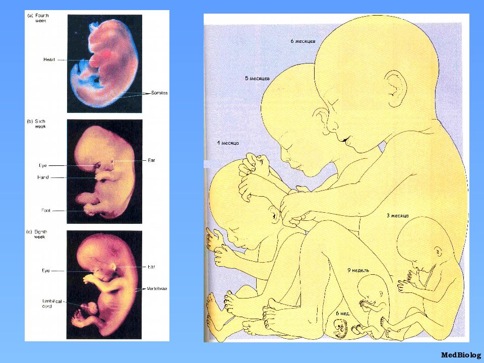 Эмбриональное развитие презентация
