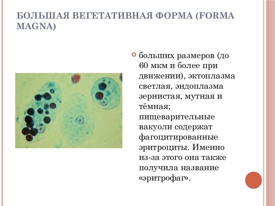 Стадии дизентерийной амебы