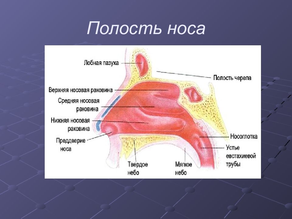 Полость носа презентация. Латеральная стенка полости носа. Структурно функциональная организация органов дыхания.
