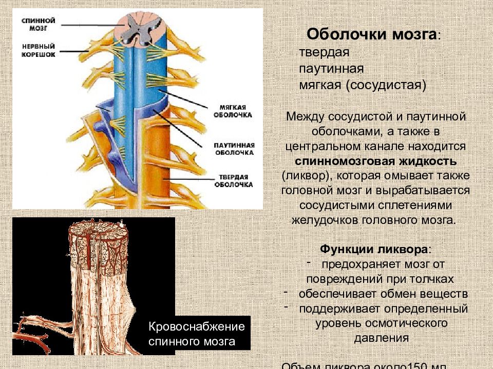 Паутинная оболочка. Оболочки спинного мозга твердая паутинная мягкая сосудистая. Паутинная оболочка спинного мозга на препарате. Твердая и паутинная оболочки спинной мозг. Паутинная оболочка спинного мозга функции.