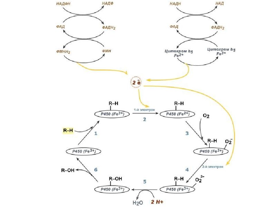 Схема редуктазной цепи окисления в микросомах