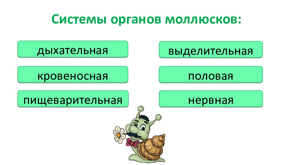 Системы органов моллюсков: