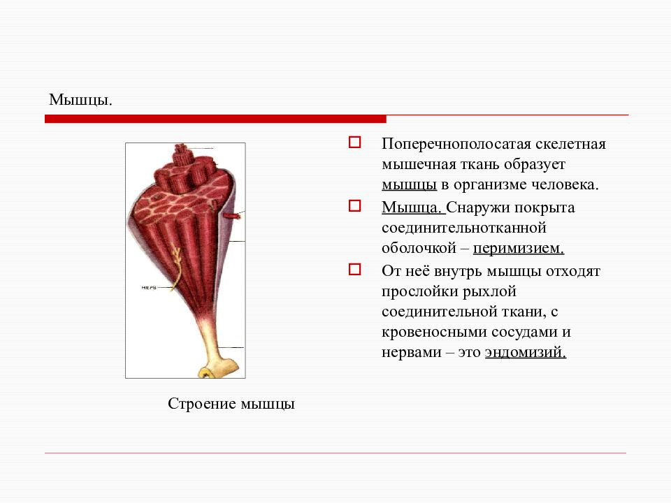 Скелетные мышцы образованы. Снаружи Скелетная мышца покрыта. Снаружи скелетные мышцы покрыты оболочкой. Мышечная ткань образующая скелетные мышцы. Мышцы образованы тканью.