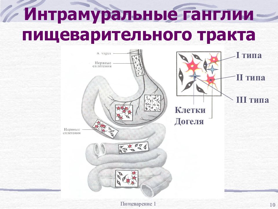 Интрамуральный ганглий гистология рисунок