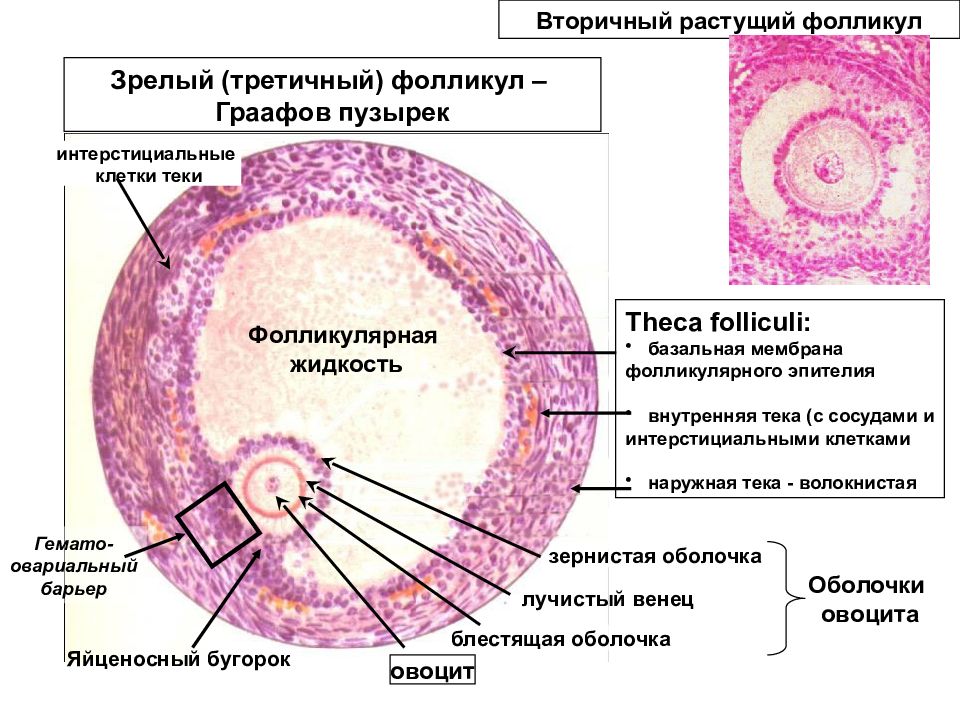 Стенки фолликула