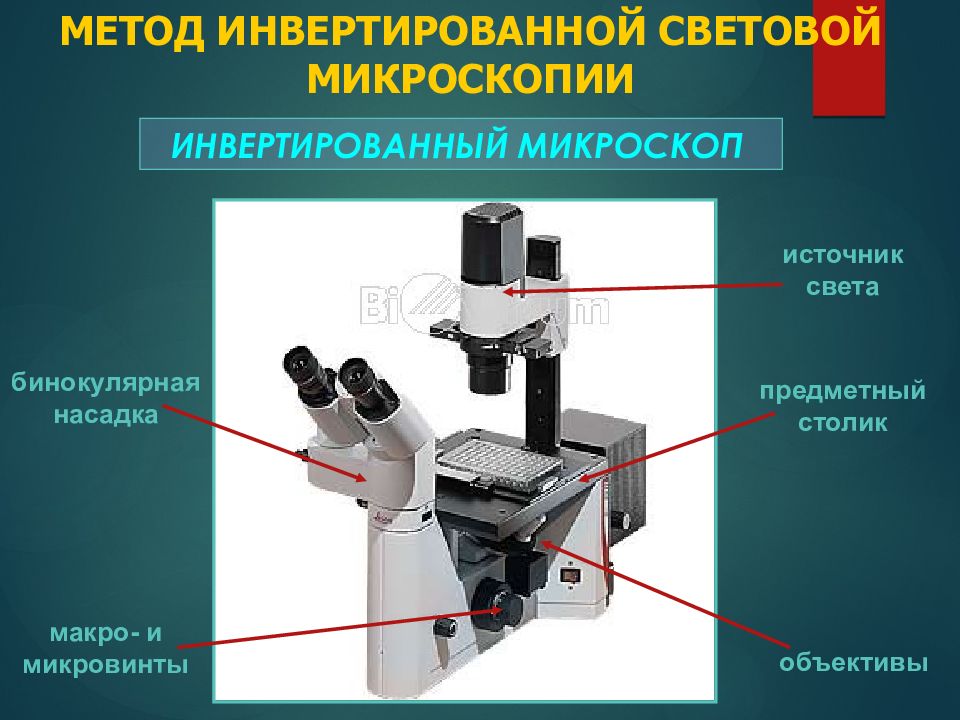 Увеличение изображения обеспечиваемое световым микроскопом соответствует увеличение